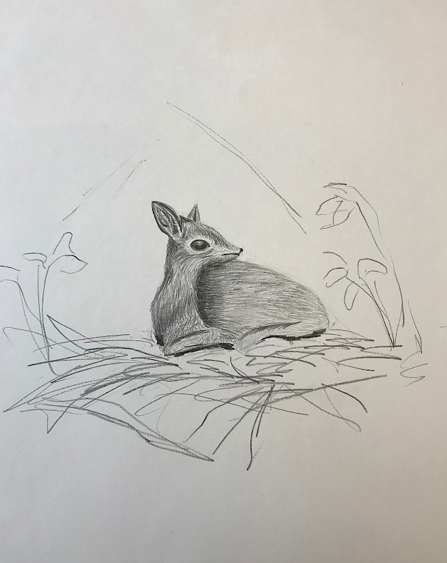 DikDik